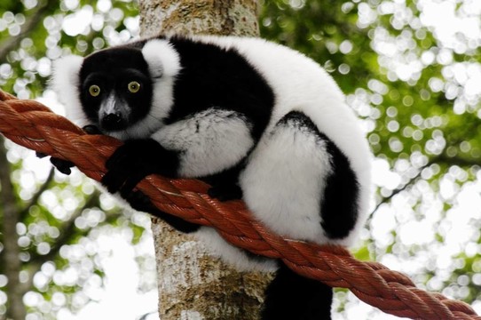 Ruffled Lemur（Varecia蛾）
