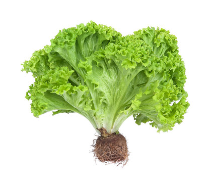 生菜