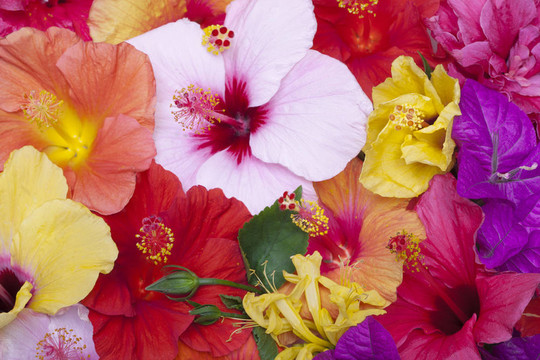 芙蓉花
