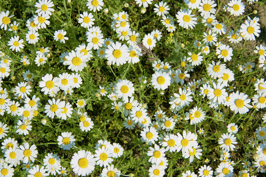 camomiles