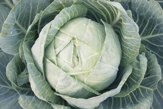 卷心菜頭