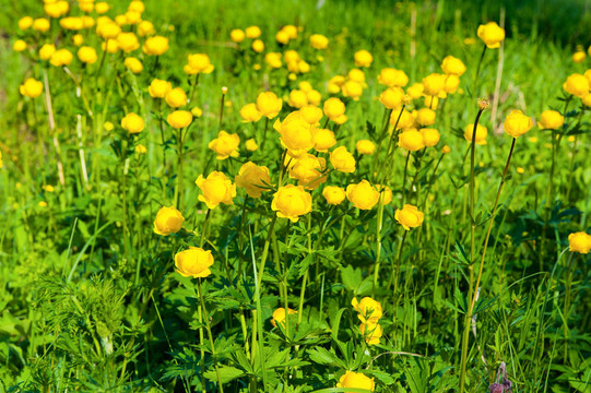 金蓮花一