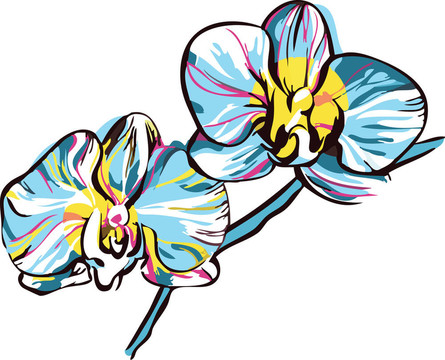 兩個(gè)蘭花黃色中心和藍(lán)色花瓣