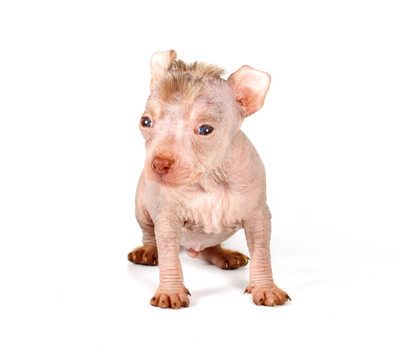 中國冠毛犬幼犬
