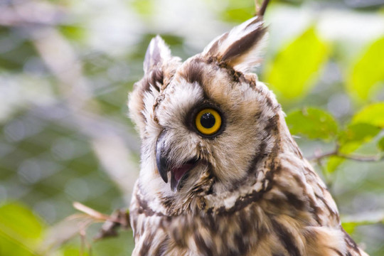 長耳鸮（Asio otus）