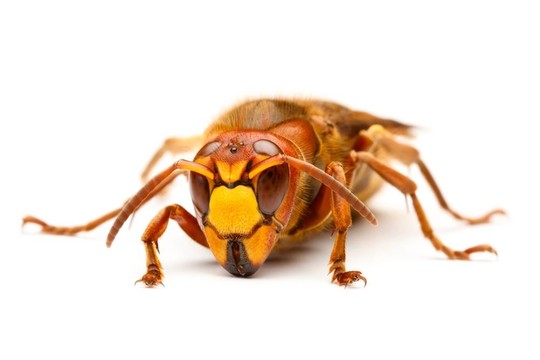 歐洲大黃蜂；Vespa crabro