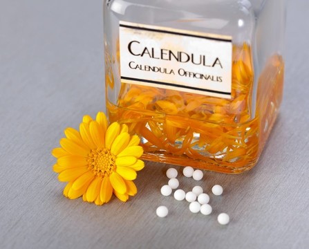 calenudla藥用植物提取物