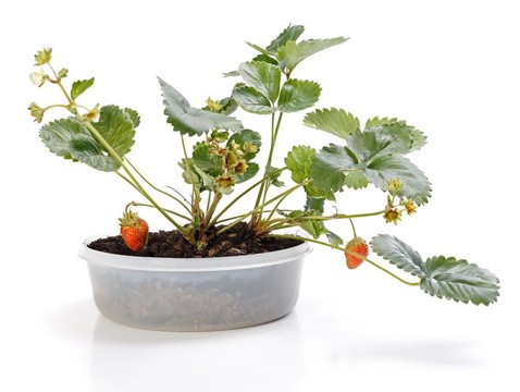 盆栽草莓