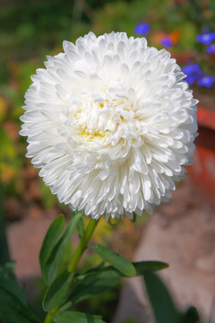 白菀
