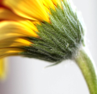 春天daisiy