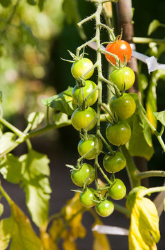 櫻桃tomaten