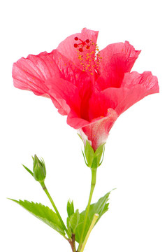 美麗的粉紅色的芙蓉花