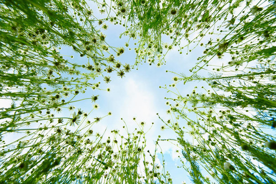 從甘菊看天空