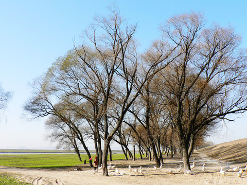 樹(shù)林  淮河岸邊風(fēng)光