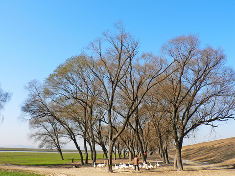 冬日樹林 淮河岸邊風(fēng)景