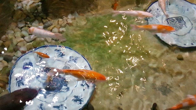 錦鯉