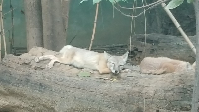沙狐
