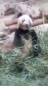 大熊貓吃竹子