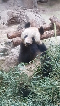 大熊貓吃竹子