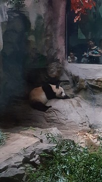 大熊貓休息