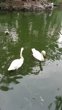 天鵝悠游