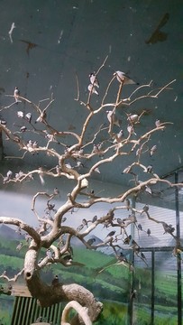 群鳥棲息