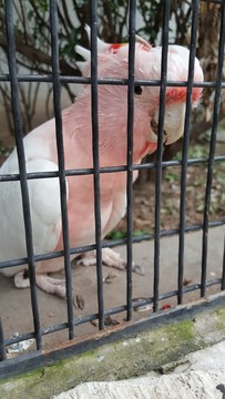 白鸚鵡