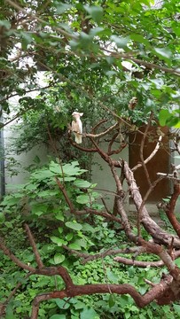 白鸚鵡