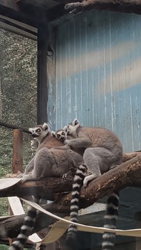 環(huán)尾狐猴