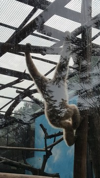 金絲猴