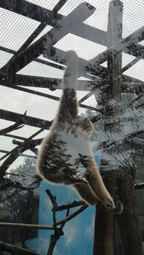 金絲猴
