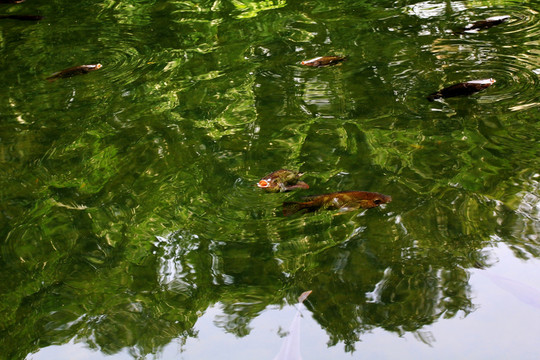 魚