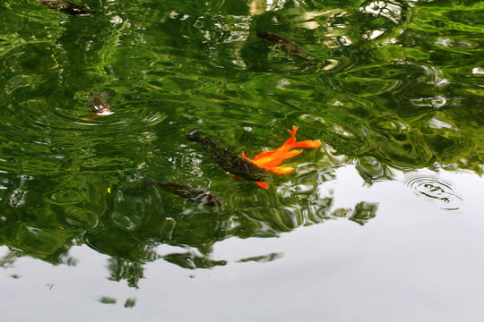 魚(yú)