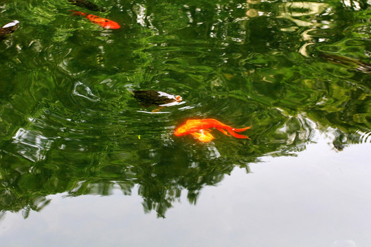 錦魚(yú)