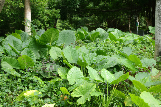 公園綠化