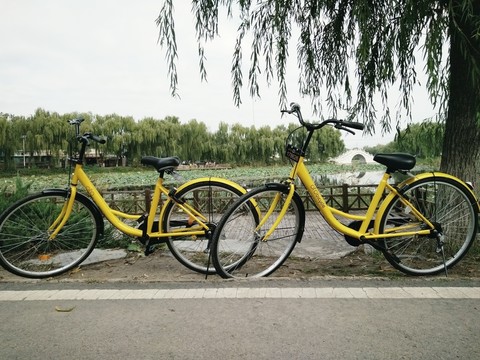 荷塘ofo小黃車自行車出游原創(chuàng)
