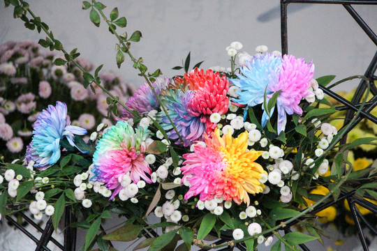 菊花