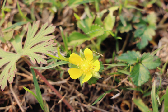 黃色小花 野花