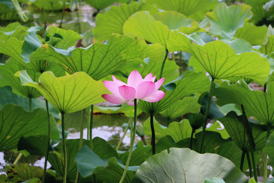 荷花 蘇州