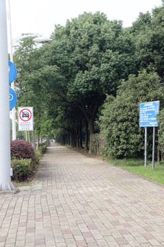 樹 路邊