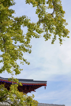 銀杏樹