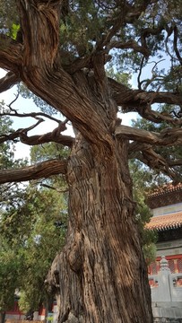 孔廟大成殿觸奸柏古柏