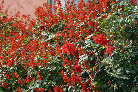 紅花