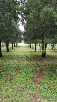 松樹(shù)林