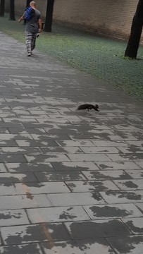 松鼠奔跑