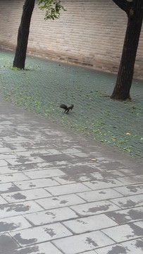 松鼠奔跑