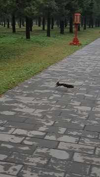 松鼠奔跑