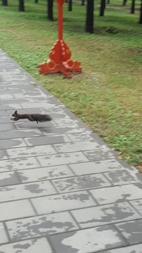松鼠奔跑