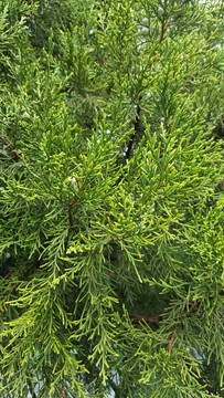 柏樹枝