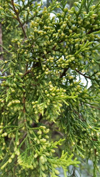 柏樹(shù)枝